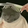 stfu cat getting a haircut rn