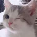 Cat Wink Sus Cute