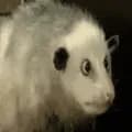 Opossum Possum