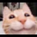 smile cat