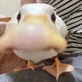 Duck sniff