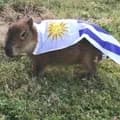 Carpincho Capincho Capybara