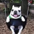 dog swinging