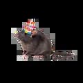 Birthday Rat