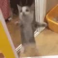 Cat Jumping