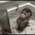 Monkey Showering