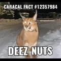 floppon deez nuts