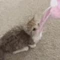 Cat Playing with Toy